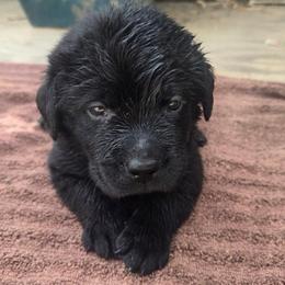 Boy 1 - Blue - Black male Labrador Retriever puppy in Napavine, Washington from StormyDaze Labradors & Beagles