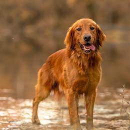 Golden Retriever puppies from Bertke AKC Golden Retrievers and Bernese Mountain Dogs