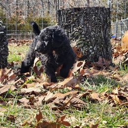 Aussiedoodle Puppies from Lotadoodle Farms