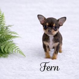 Health Tested CKC Fern - Chocolate and tan male Chihuahua puppy in Scottdale, Pennsylvania from Itty Bitty Boston & Chi Co, Veteran Owned