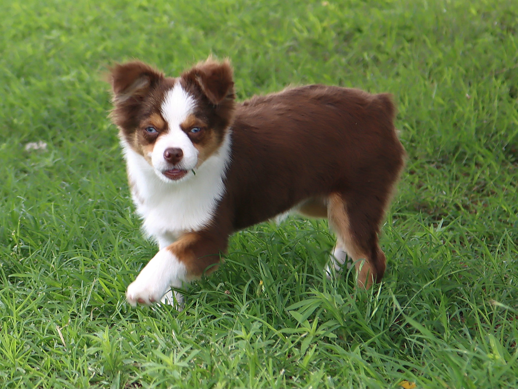 Gidget - Toy Australian Shepherd