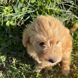 Star - Apricot female Labradoodle puppy in Churchill County Fallon, Nevada from Card Family Ranch