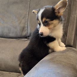 Butters - Black and tan male Pembroke Welsh Corgi puppy in Anita, Iowa from Winterton Farm & Homestead
