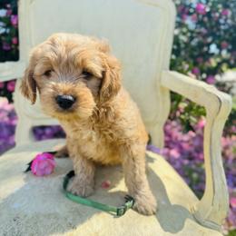 Green collar - Red  male Goldendoodle puppy in Valdosta, Georgia from Fifth Day Farm