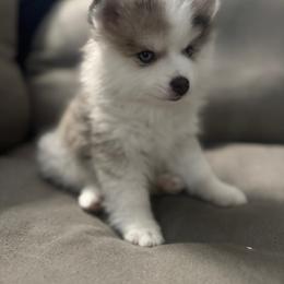 Ceo - Merle male Pomsky puppy in West Sacramento, California from Pinkie's Pomskies