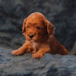 Bethany - Blenheim female Cavapoo puppy in Siloam Springs, Arkansas from Kingdom Bound By Design