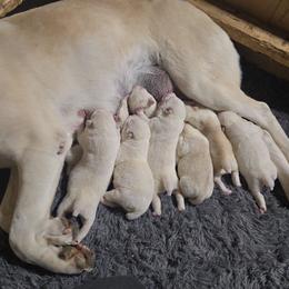 Boy4 - White male Central Asian Shepherd Dog puppy in Michigan from Guardian Dog