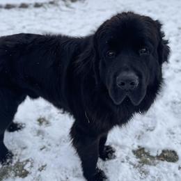 Newfoundlands, Saint Berdoodles, and Saint Bernards from Blue Heart Kennel