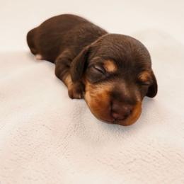 Slinky- CKC Registration - Chocolate and tan male Dachshund puppy in Stoneville, North Carolina from Yadkin Valley Dachshunds