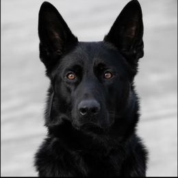 Phoenix - German Shepherd