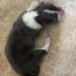 Jingle - Blue male Pembroke Welsh Corgi puppy in Nortonville, Kansas from Low Riders Corgis & Mini Aussies