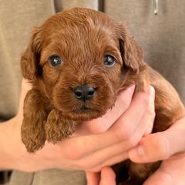 Guinness - Black male Cavapoo puppy in Manorville, New York from Melissa's East End Cavaliers
