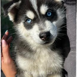Runamok Wild Card - Joker - Black and white male Pomsky puppy in St. Maries, Idaho from Runamok Farm