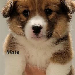 Pembroke Welsh Corgi Puppies from Corgi Loaves MN