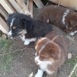 Australian Shepherd and Miniature Australian Shepherd Puppies from Renegade Point Stock Dogs
