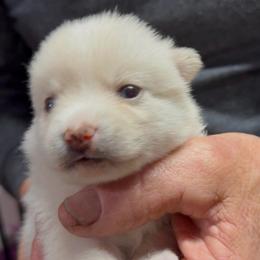 Crystal - White female Pomsky puppy in Spring Hill, Florida from PDQ Pomskies