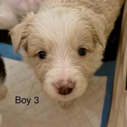 Boy 3 - Slate merle male Border Collie puppy in Lakeview, Michigan from Haven Creek Farm