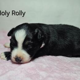 Holy Rolly - Black tri female Miniature Australian Shepherd puppy in Owensboro, Kentucky from JnT's Bluegrass Mini Aussies