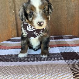 Gator - Blue merle male Aussiedoodle puppy in Eastland, Texas from H5 Mini Doodles