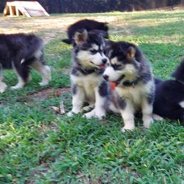 Alaskan Husky Puppies from Mawlawi Huskies