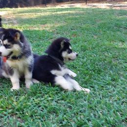 Alaskan Husky Puppies from Mawlawi Huskies