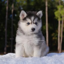 Stella - Gray and white female Pomsky puppy in Loxahatchee, Florida from Cardinal Point Pomskies