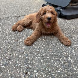 Mr Athletic ( green collar ) - Apricot male Goldendoodle puppy in Roseville, California from Roseville GoldenDoodles