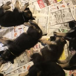 German Shepherd Puppies from Steffca