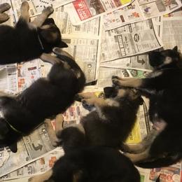 German Shepherd Puppies from Steffca
