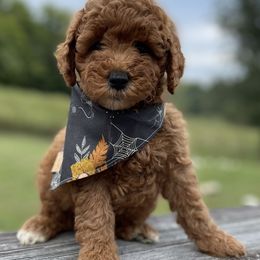 Goldendoodle Puppies from Hilltop Mini and Teddy Bear Doodles