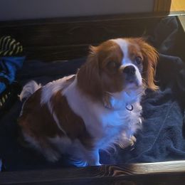 Ellie - Cavalier King Charles Spaniel