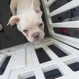 Doby - White male French Bulldog puppy in Hartsville, Tennessee from Blueridge Frenchies