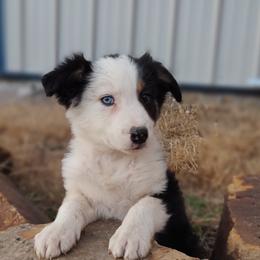 Border Collie Puppies from Bond Border Collies