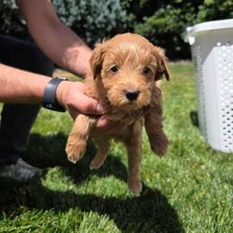 Camper - Red  male Goldendoodle puppy in Layton, Utah from Lauralyn's Goldendoodles