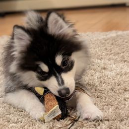 Miguel 17-20 lbs Brown Eyes - Black and white male Pomsky puppy in Hurleyville, New York from My Crazy Pomskys