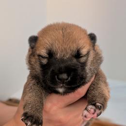 Girl 1 - Red female Shiba Inu puppy in Rohnert Park, California from Shiba Inn