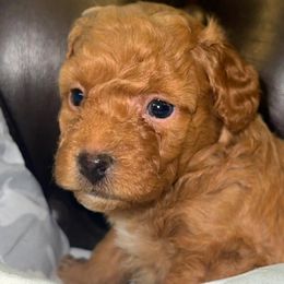 Boy 2 - Poodle puppy in Miami Dade County, Florida from RoyalPaws_Miami