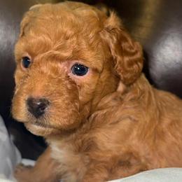 Boy 2 - Poodle puppy in Miami Dade County, Florida from RoyalPaws_Miami