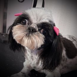 Betty - Shih Tzu