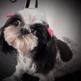 Betty - Shih Tzu