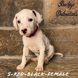 Dalmatian Puppies from Buckeye Dalmatians