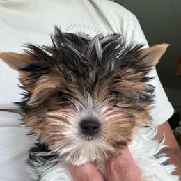 Boy 1 - Black tan and white male Biewer Terrier puppy in Kerhonkson, New York from Arc-en-Ciel Biewers & Maltese