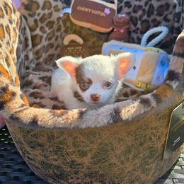 Kevin - Chocolate and white male Chihuahua puppy in Amity, Pennsylvania from Baxters Chihuahuas