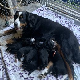 Bailey - Bernese Mountain Dog