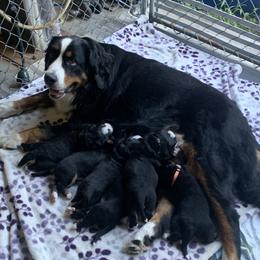 Bailey - Bernese Mountain Dog