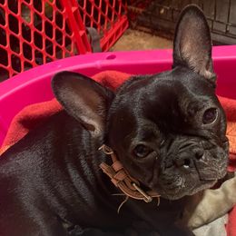 FaithLynn - French Bulldog