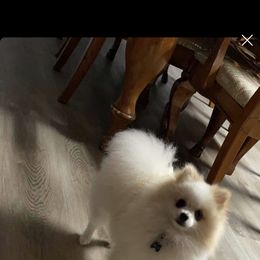 Pomeranian Puppies from Lovely Poms - Houston Pomeranians