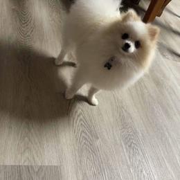 Pomeranian Puppies from Lovely Poms - Houston Pomeranians