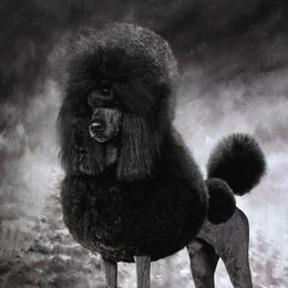 Atlas - Poodle