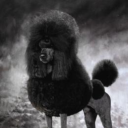 Atlas - Poodle